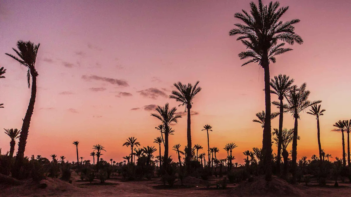 Camel train silhouetted against the sunset in the palm groves on a Palmeraie sunset camel ride in Marrakech