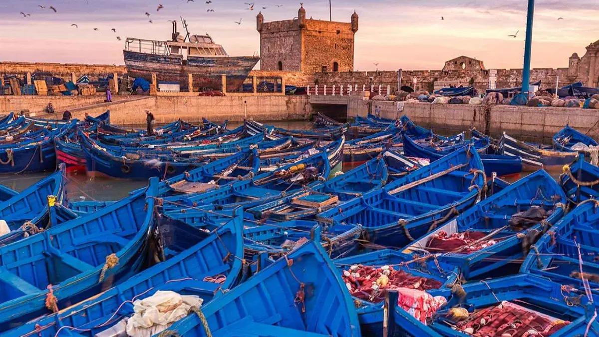 Seagulls over the fish market and city walls of Essaouira on an Essaouira coastal day tour from Marrakech